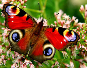 Makroaufnahme Schmetterling